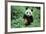 Giant Panda-null-Framed Photographic Print