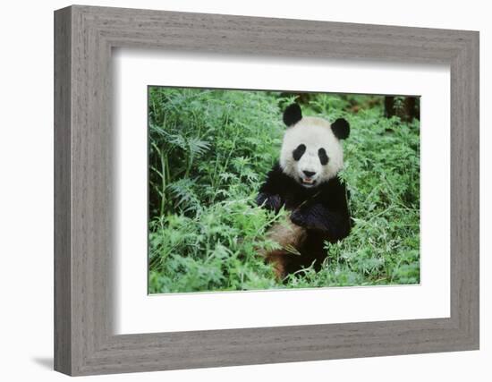 Giant Panda-null-Framed Photographic Print