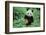 Giant Panda-null-Framed Photographic Print