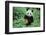 Giant Panda-null-Framed Photographic Print