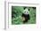 Giant Panda-null-Framed Photographic Print