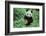 Giant Panda-null-Framed Photographic Print