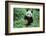 Giant Panda-null-Framed Photographic Print