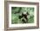 Giant Panda-null-Framed Photographic Print