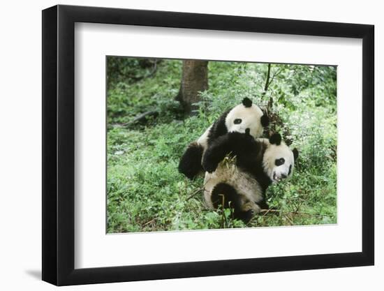 Giant Panda-null-Framed Photographic Print