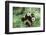 Giant Panda-null-Framed Photographic Print