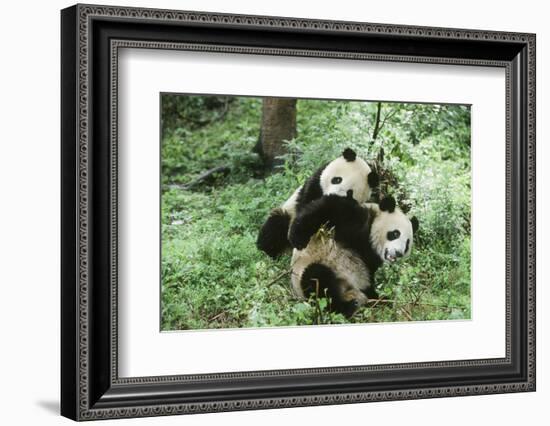 Giant Panda-null-Framed Photographic Print