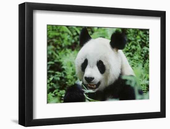 Giant Panda-null-Framed Photographic Print