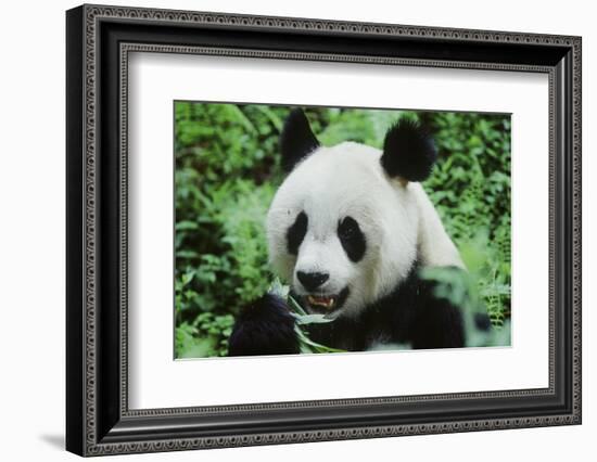 Giant Panda-null-Framed Photographic Print