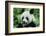 Giant Panda-null-Framed Photographic Print