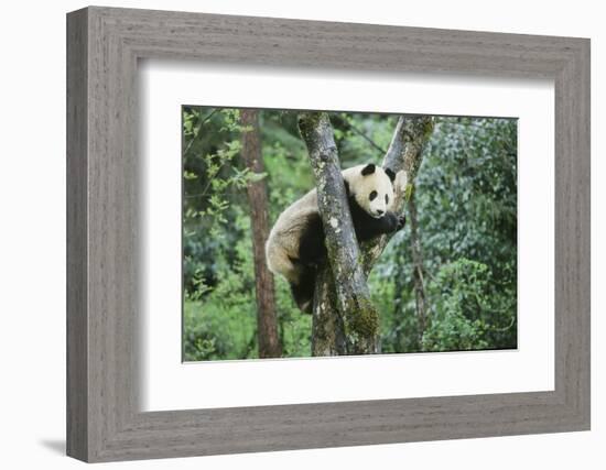 Giant Panda-null-Framed Photographic Print