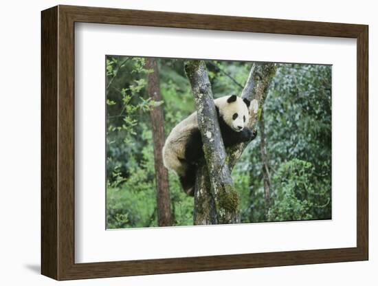 Giant Panda-null-Framed Photographic Print