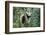 Giant Panda-null-Framed Photographic Print