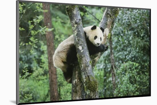 Giant Panda-null-Mounted Photographic Print