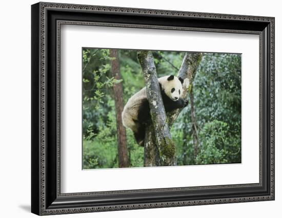 Giant Panda-null-Framed Photographic Print