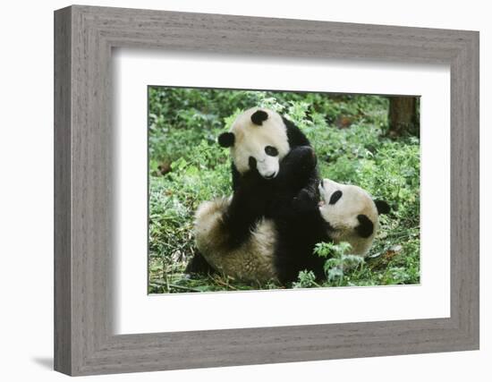 Giant Panda-null-Framed Photographic Print