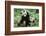 Giant Panda-null-Framed Photographic Print