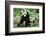 Giant Panda-null-Framed Photographic Print