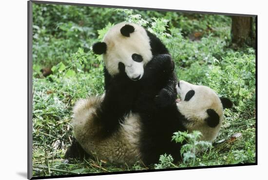 Giant Panda-null-Mounted Photographic Print