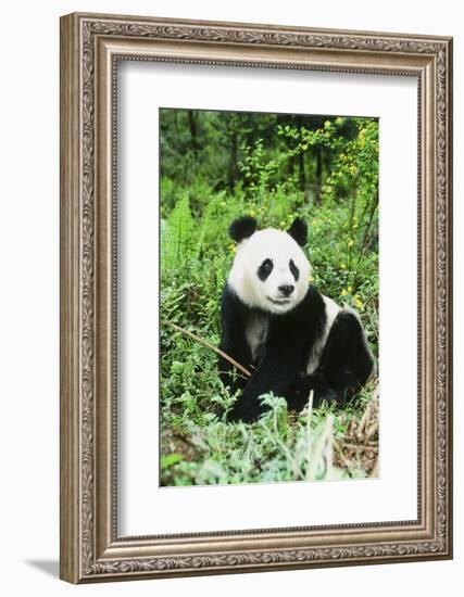 Giant Panda-null-Framed Photographic Print