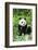 Giant Panda-null-Framed Photographic Print