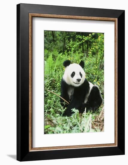 Giant Panda-null-Framed Photographic Print