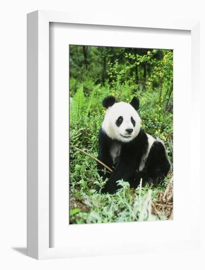 Giant Panda-null-Framed Photographic Print