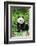 Giant Panda-null-Framed Photographic Print