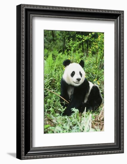 Giant Panda-null-Framed Photographic Print