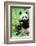 Giant Panda-null-Framed Photographic Print