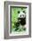 Giant Panda-null-Framed Photographic Print