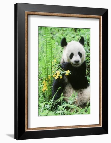 Giant Panda-null-Framed Photographic Print