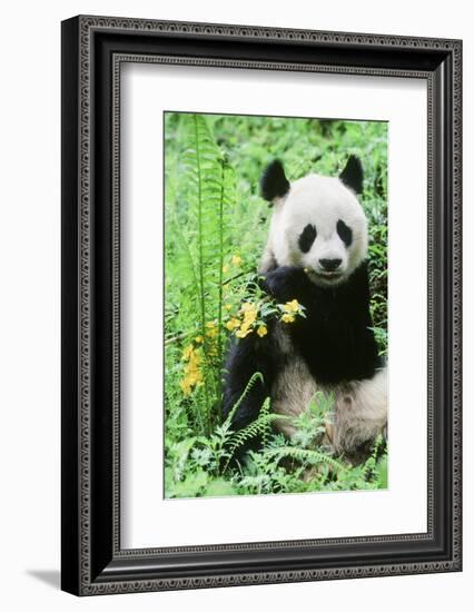 Giant Panda-null-Framed Photographic Print