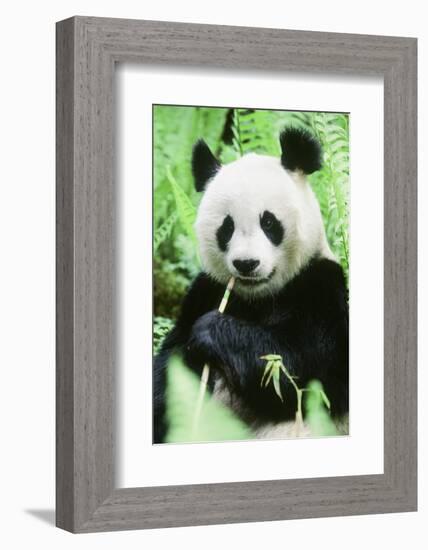 Giant Panda-null-Framed Photographic Print