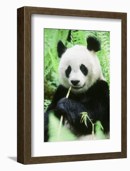 Giant Panda-null-Framed Photographic Print