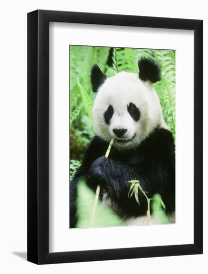 Giant Panda-null-Framed Photographic Print