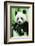 Giant Panda-null-Framed Photographic Print