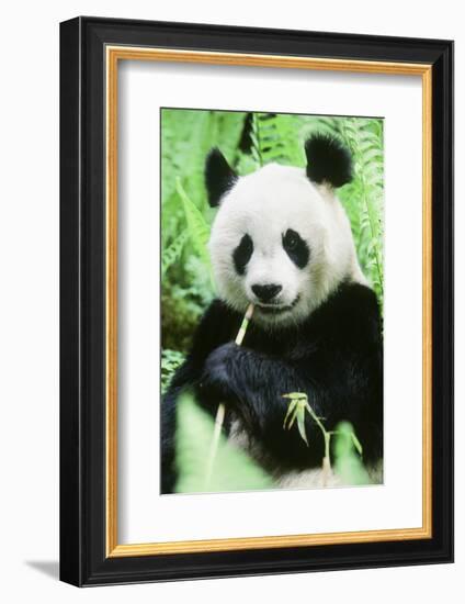 Giant Panda-null-Framed Photographic Print