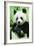 Giant Panda-null-Framed Photographic Print