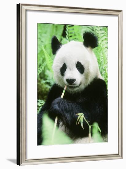 Giant Panda-null-Framed Photographic Print