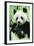 Giant Panda-null-Framed Photographic Print