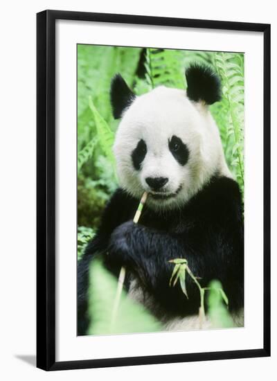 Giant Panda-null-Framed Photographic Print