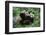 Giant Panda-null-Framed Photographic Print