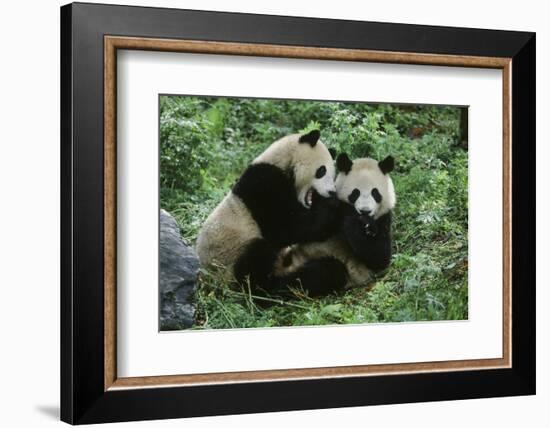 Giant Panda-null-Framed Photographic Print