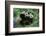 Giant Panda-null-Framed Photographic Print