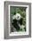 Giant Panda-null-Framed Photographic Print