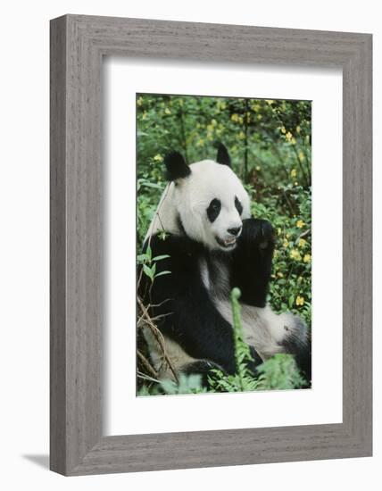 Giant Panda-null-Framed Photographic Print