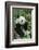 Giant Panda-null-Framed Photographic Print