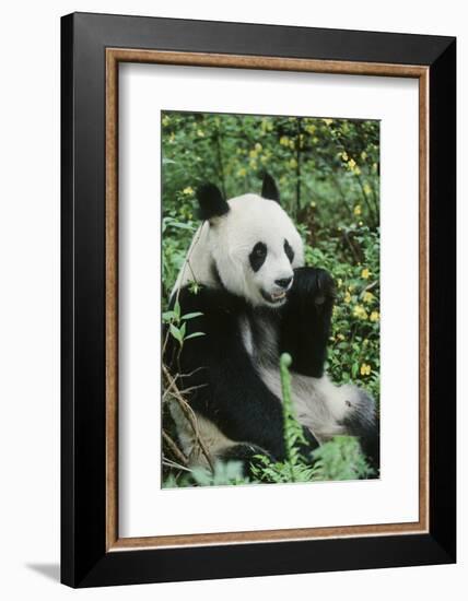 Giant Panda-null-Framed Photographic Print