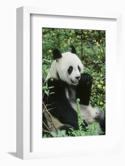 Giant Panda-null-Framed Photographic Print